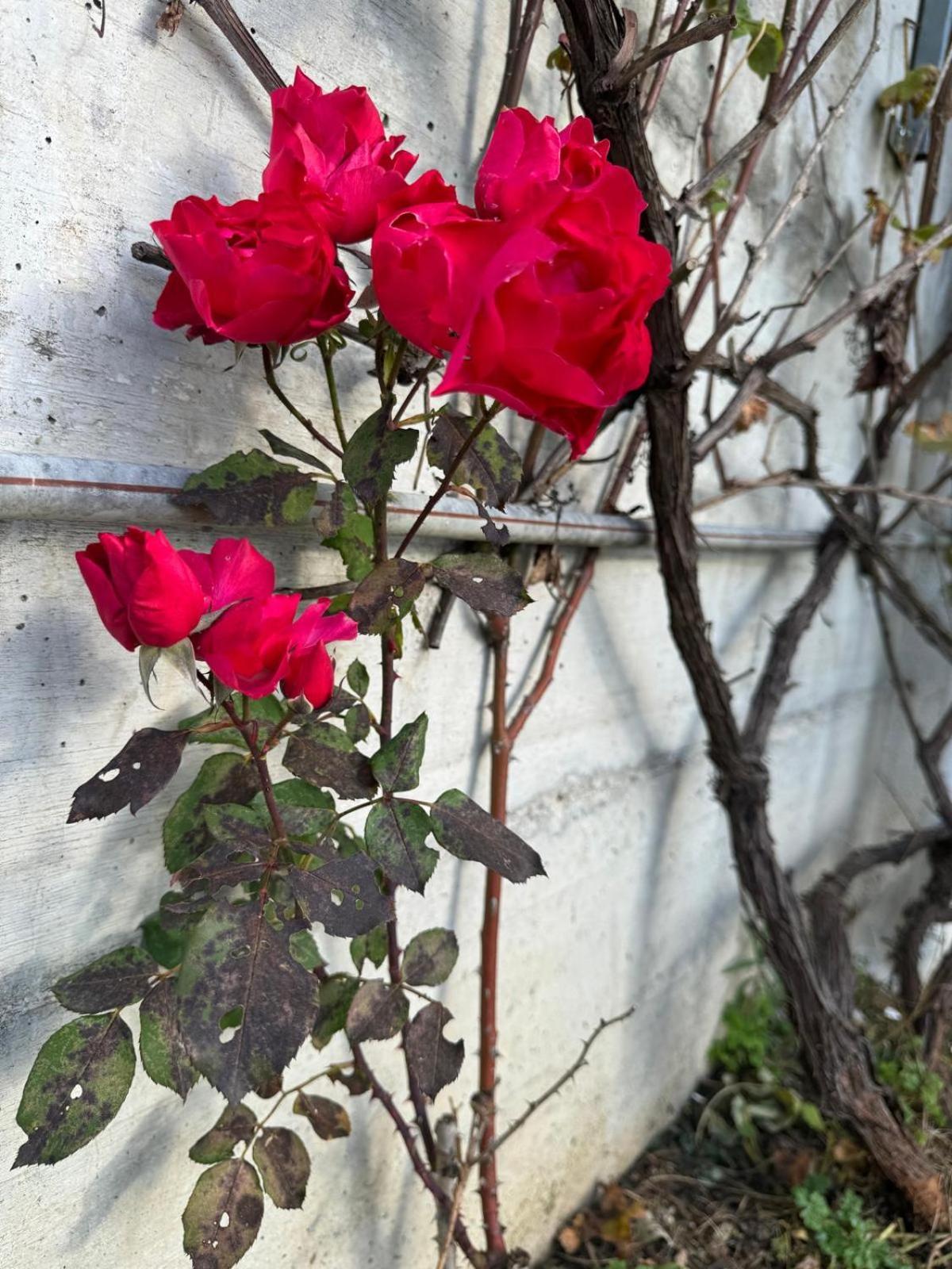 Villa Dei Sogni 블레드 외부 사진